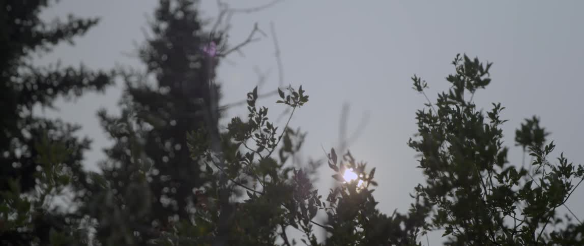 The sun shines through tree branches