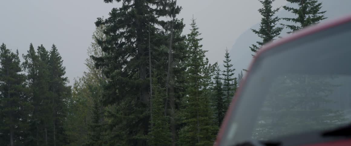 Tall pine trees tower into the sky