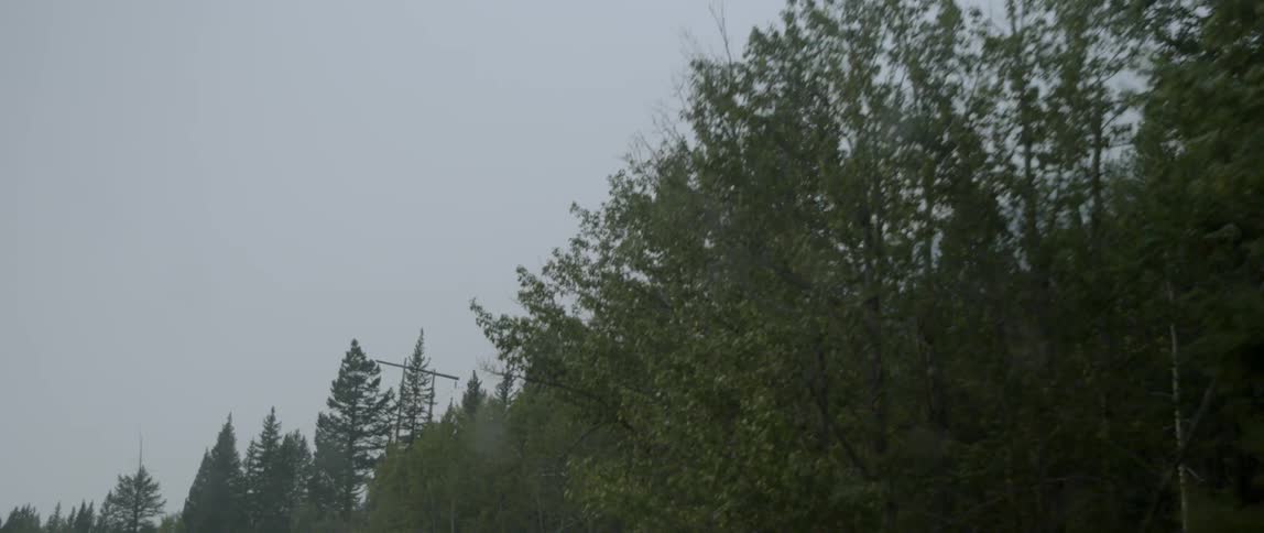 Pine trees line the road