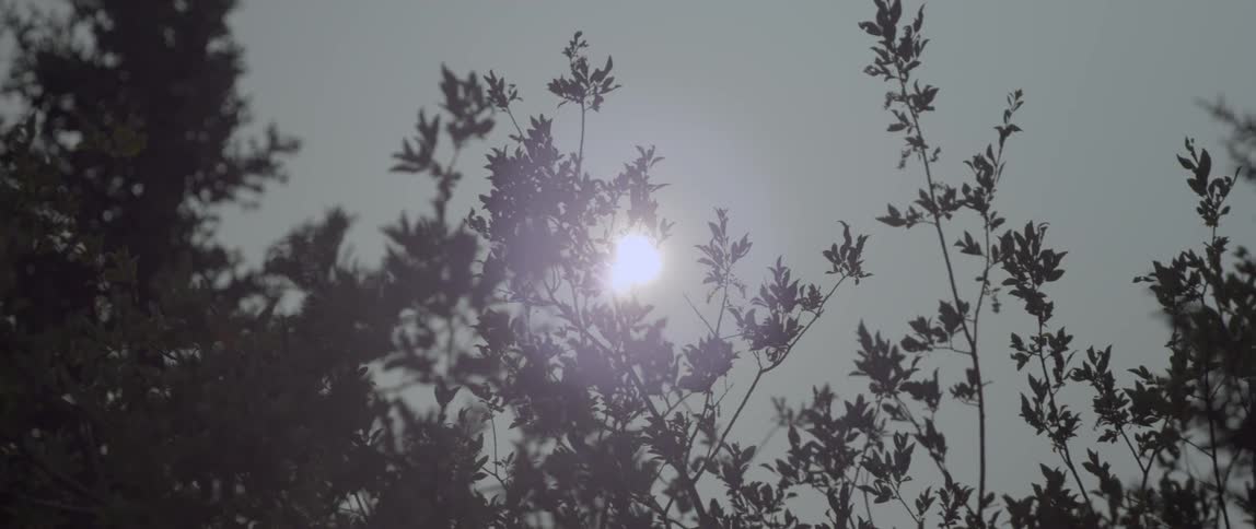 The sun shines through tree branches