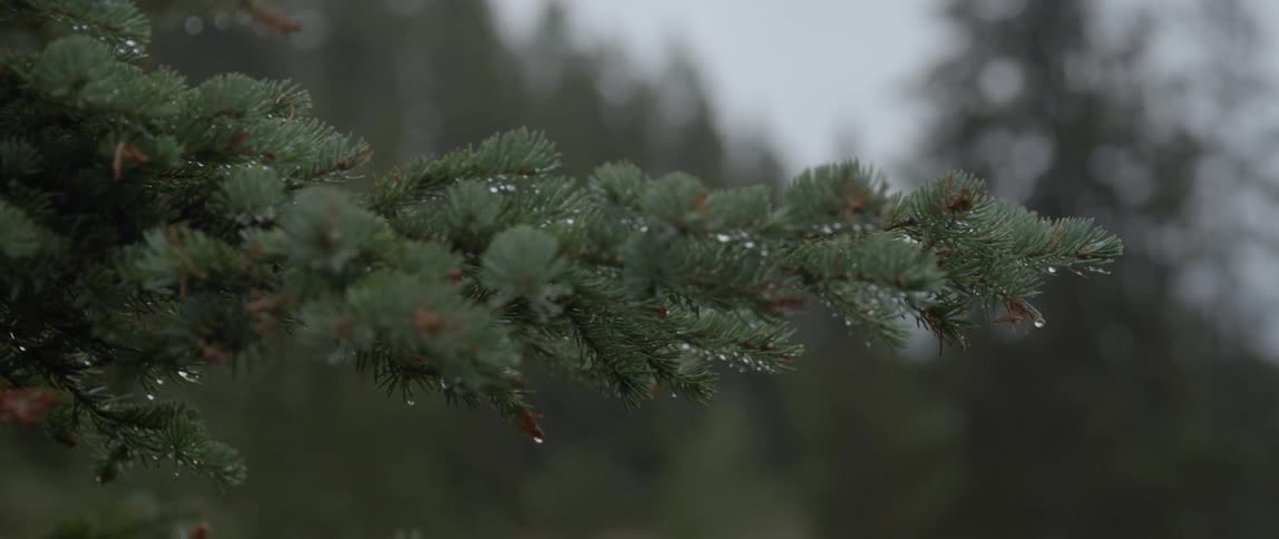 Rain droplets hang on pine needles