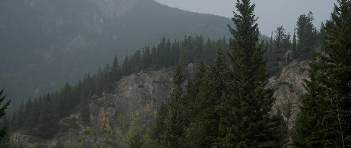 Pine trees cover a mountainside