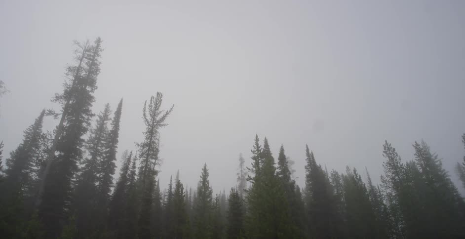High trees are lined up ahead on a very cloudy day