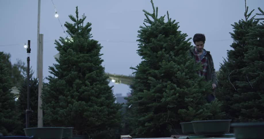 A man looks at trees on a christmas tree lot