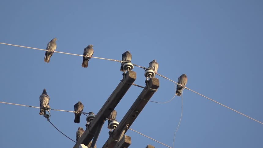Birds sitting on a wire