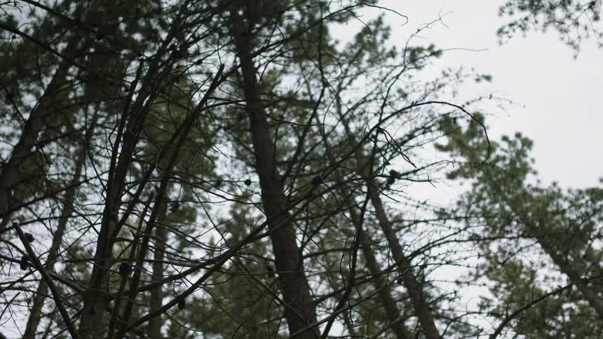 Forest trees tower overhead