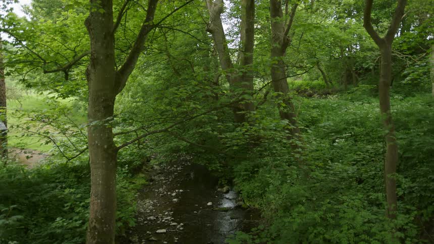 Small stream flows through trees in the woods