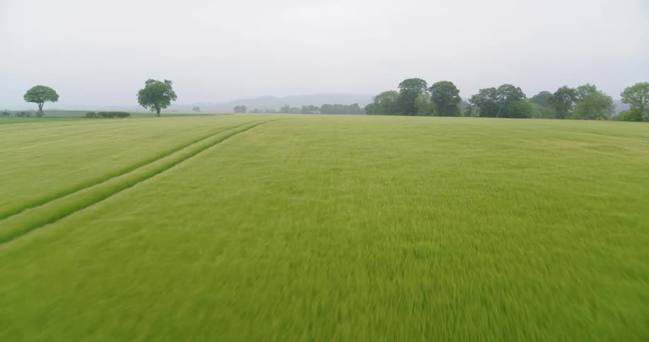 Car tracks run through a rural field