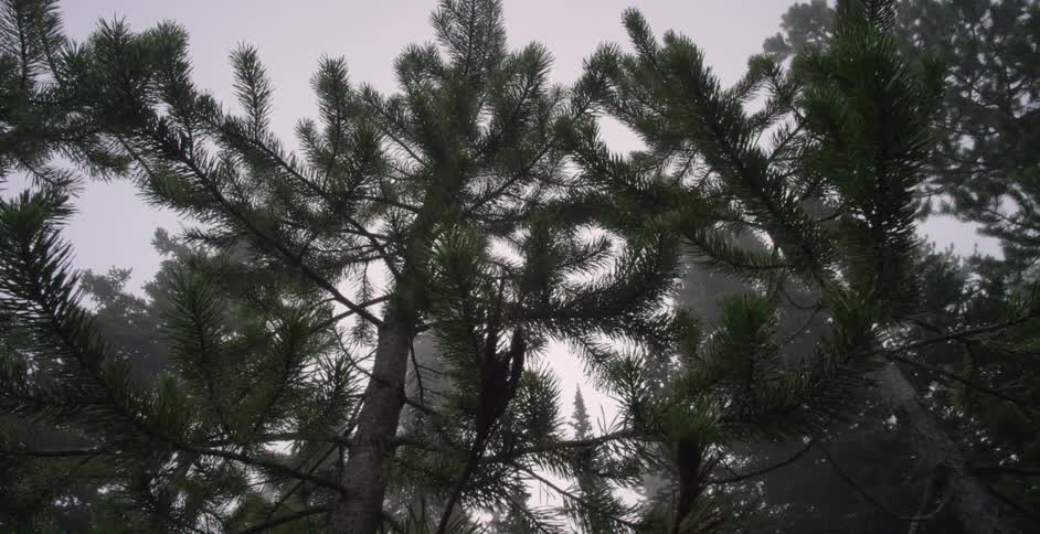 Looking up a pine trees