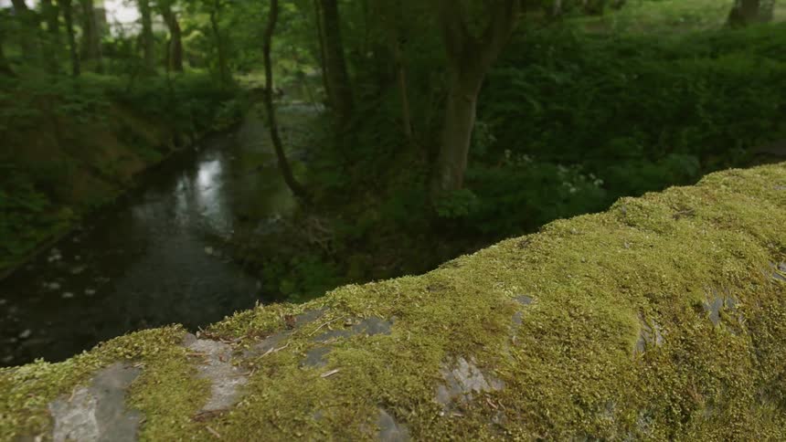Small stream flows through trees in the woods