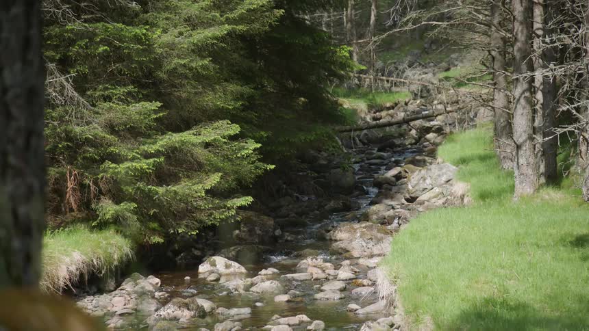 A stream flows through a forest