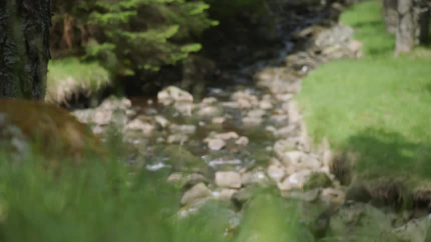 A stream flows through a forest
