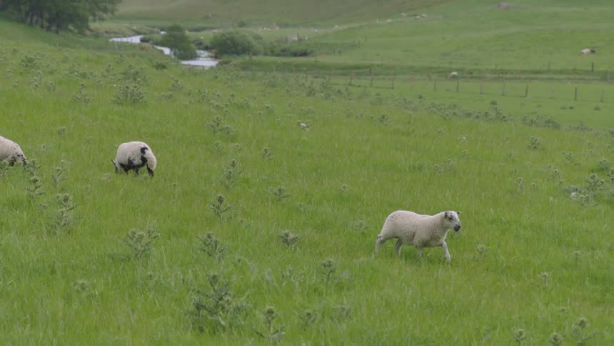 Sheep graze on a hillside