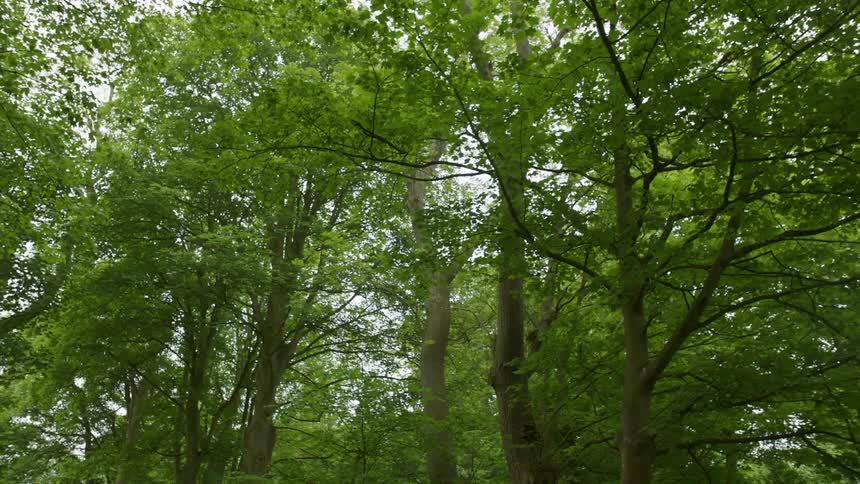 Treetops form a canopy