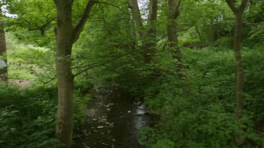 Small stream flows through trees in the woods