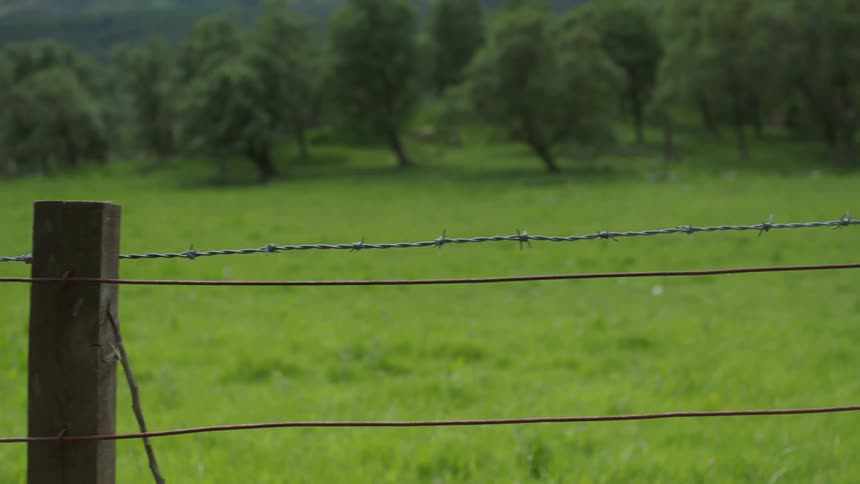 Green field and trees lining it and bordered by a wire fence