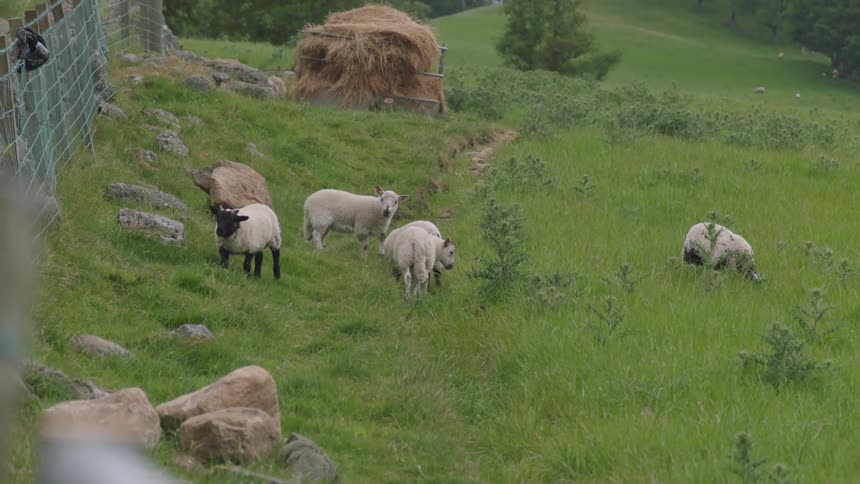 Sheep graze in a grassy field
