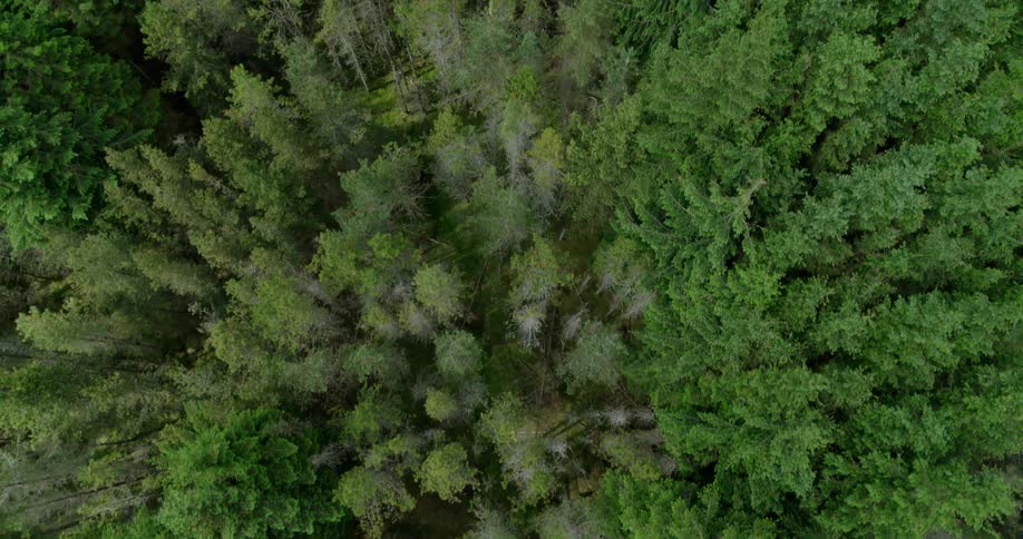 Forest trees cover the ground
