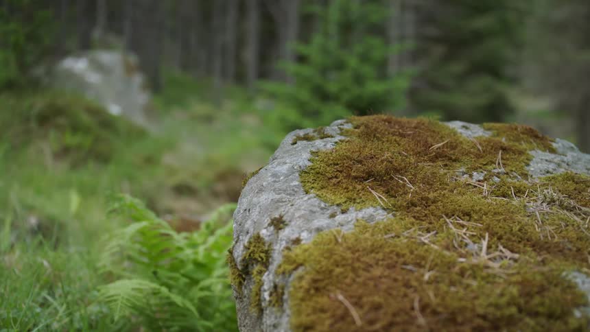 The forest is full of rocks and trees