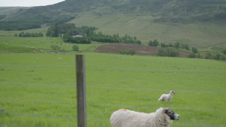 Sheep stand and run outside in a large grassy field near hills