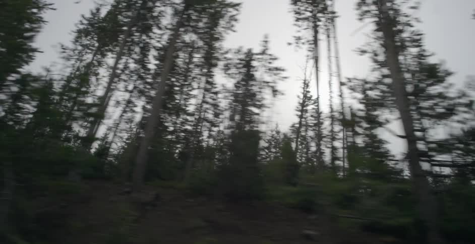 Passing by the woods quickly