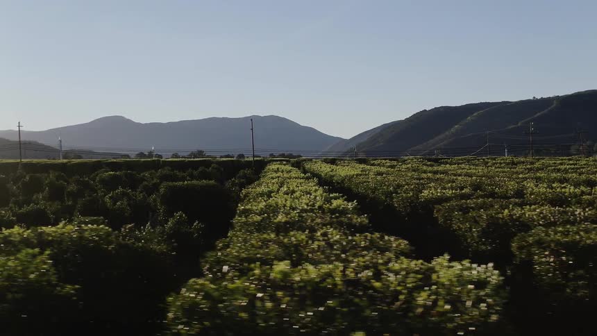 Rows of trees grow in an orchard