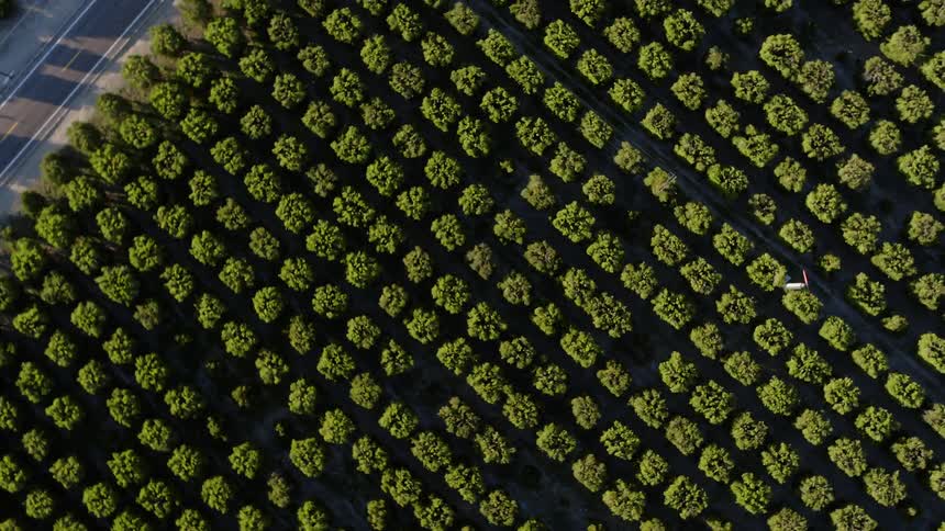 An orchard is growing in sunlight during the day