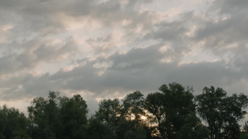 The sun shines through trees