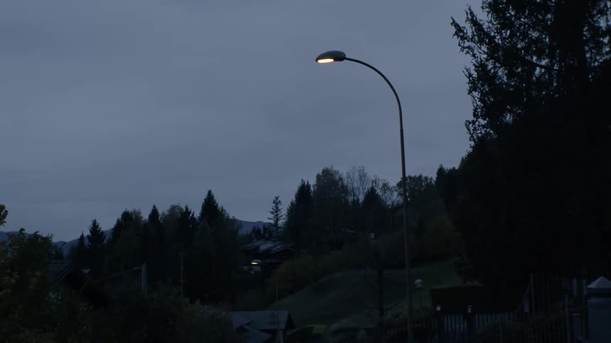 A glowing street lamp is surrounded by pine trees