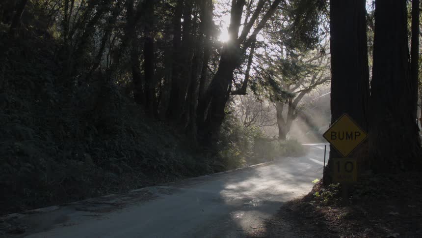 A misty road in the woods