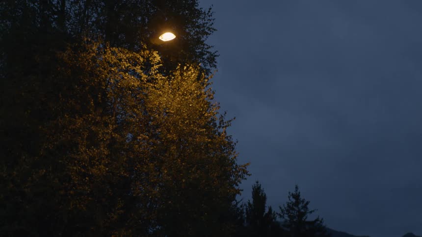 Orange street light shines over a tree at night