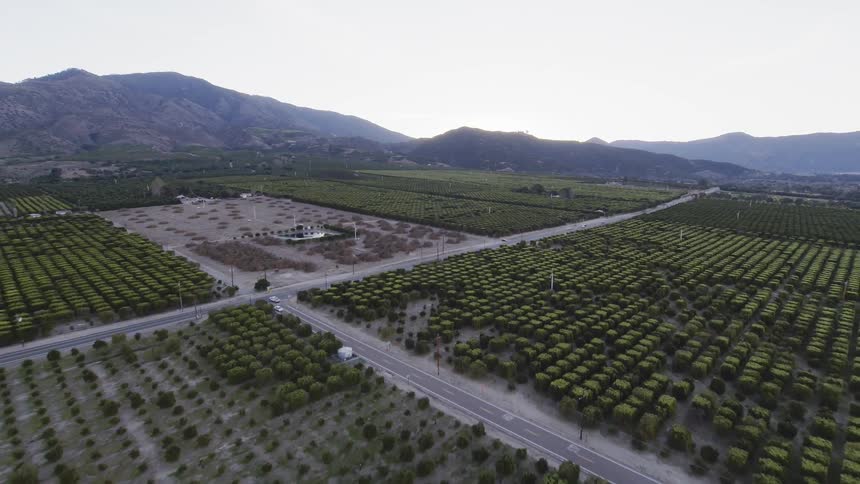 Trees grow in rows in an orchard