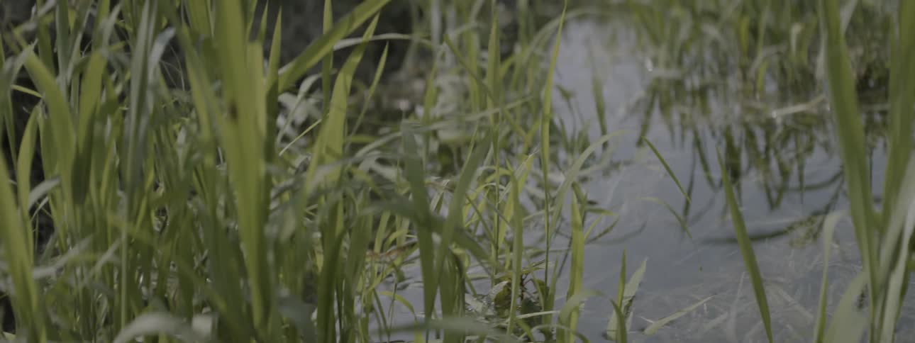 Grasses in a body of water are swaying in the breeze