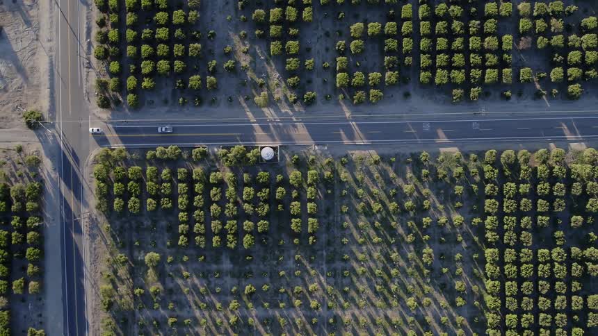 Vehicles are driving on rural roads through orchards at dusk
