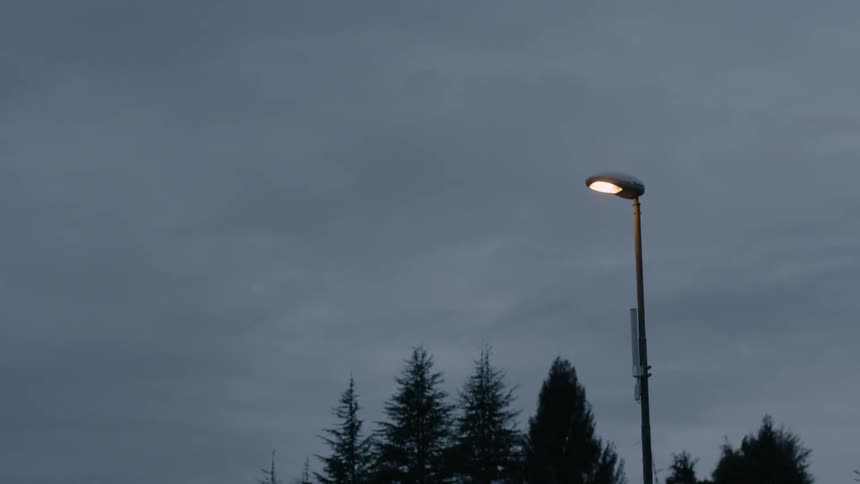 A street lamp stands near pine trees