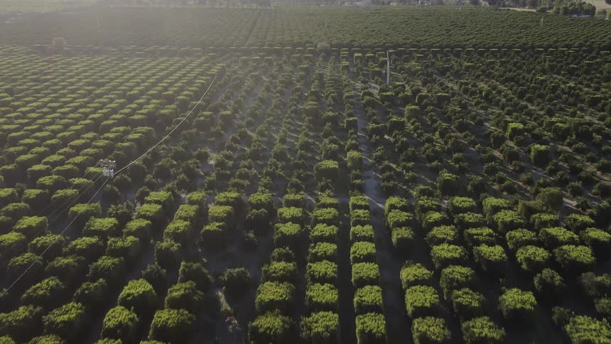The sun is gleaming on an orchard during the day
