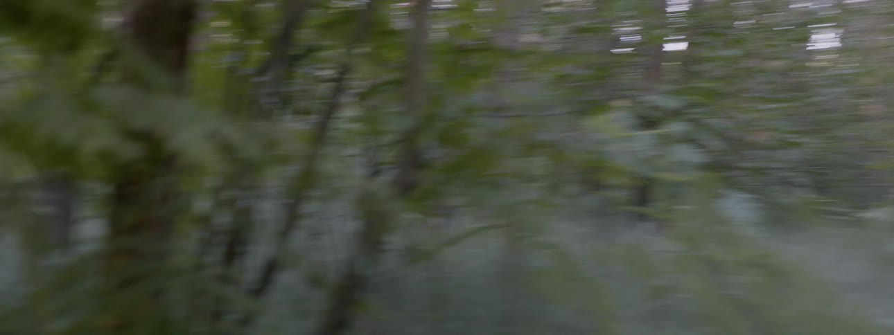 Misty forest with fern covered ground