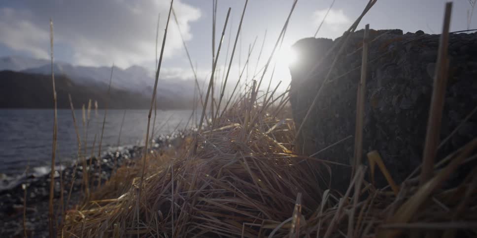 Wind blows through grass on a seashore