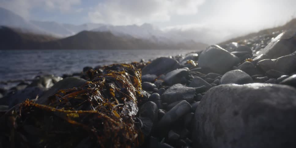 Seaweed on top of rocks near a body of water