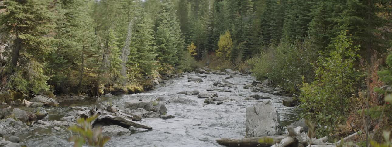 The stream goes right through the deep woods
