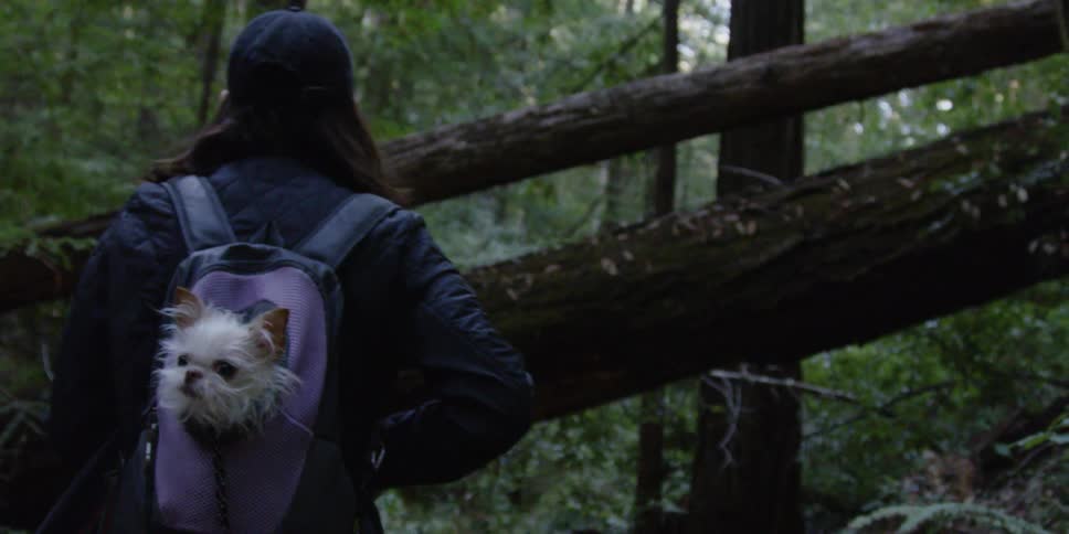 A woman is hiking with her dog in her backpack
