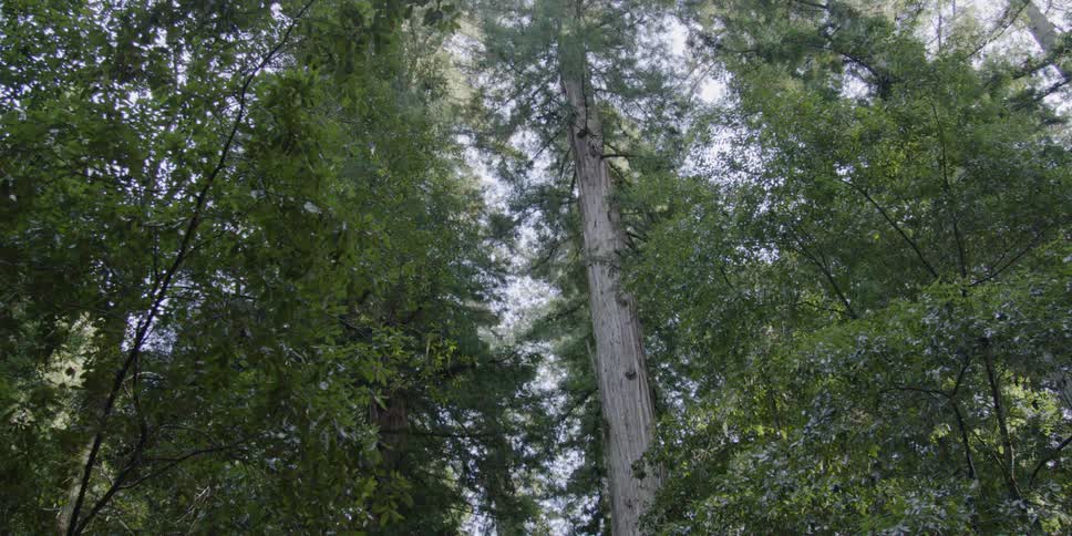 Tall trees tower in the forest