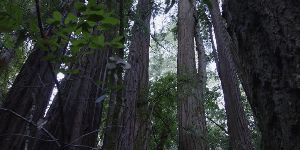 Tall forest trees tower overhead