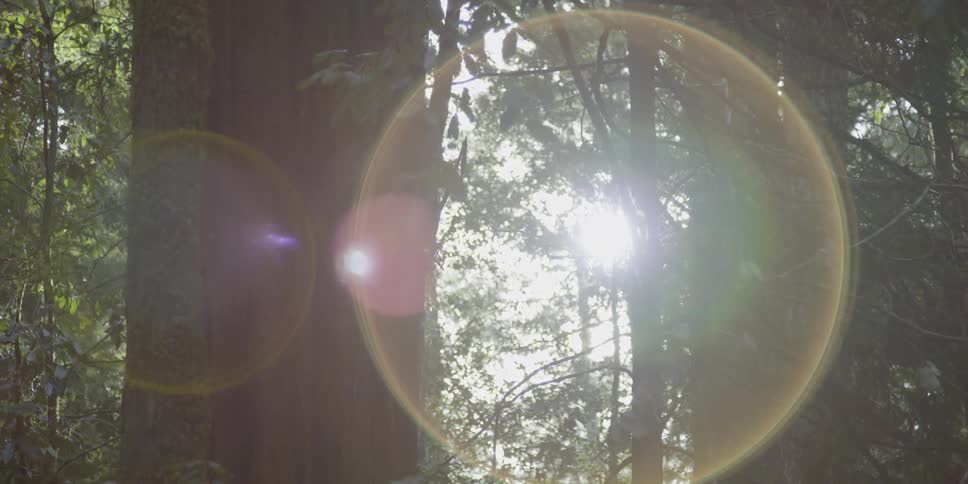 Sun shining through the trees in a forest