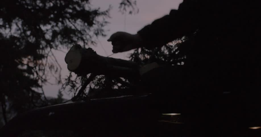 A man ties a pine tree on top of a car