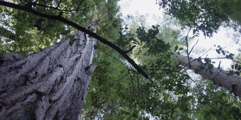 The trees are tall and full of green leaves