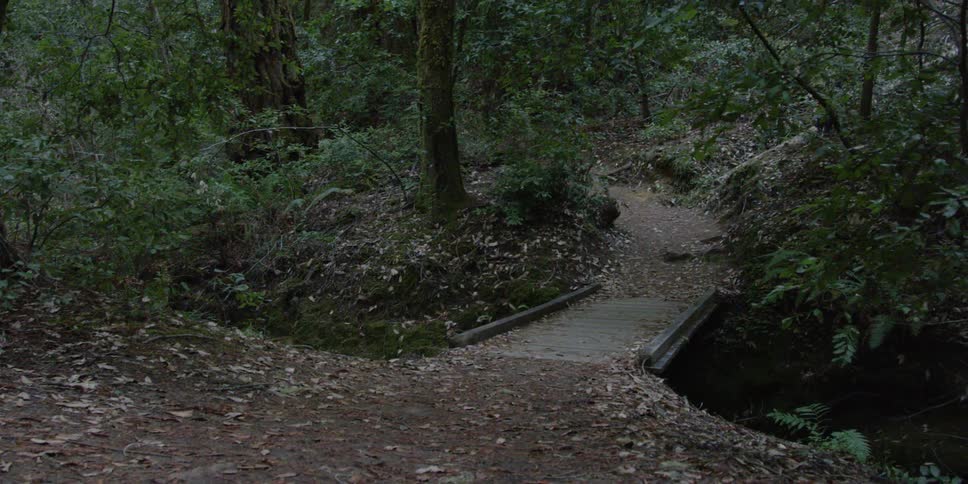 Path going into the woods