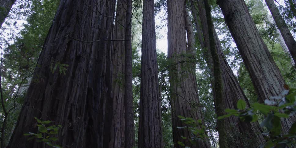 Tall forest trees tower overhead