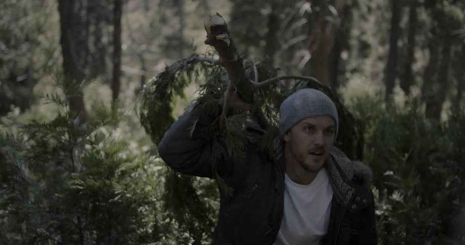 A man carries a cut down pine tree in a forest