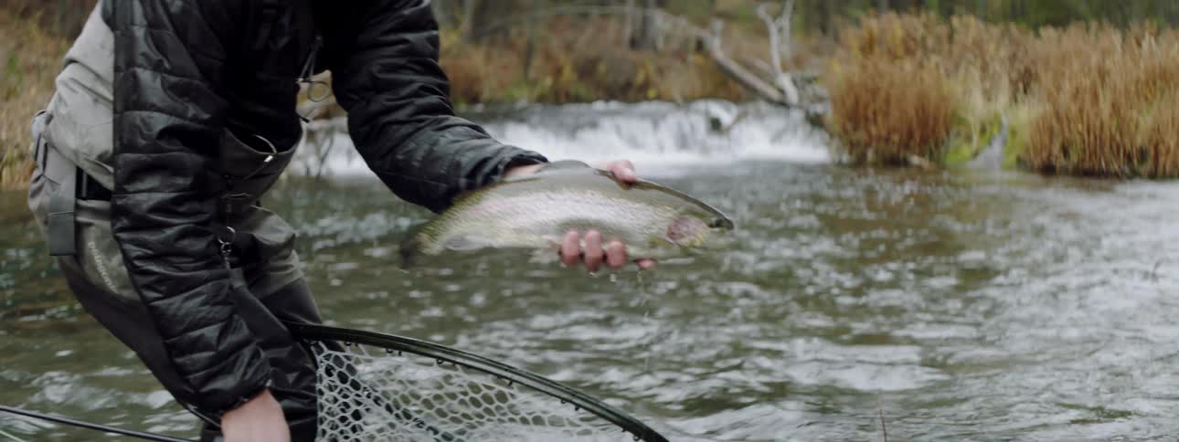 Fisherman holds a trout in a river